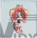 The relief model of respiration system